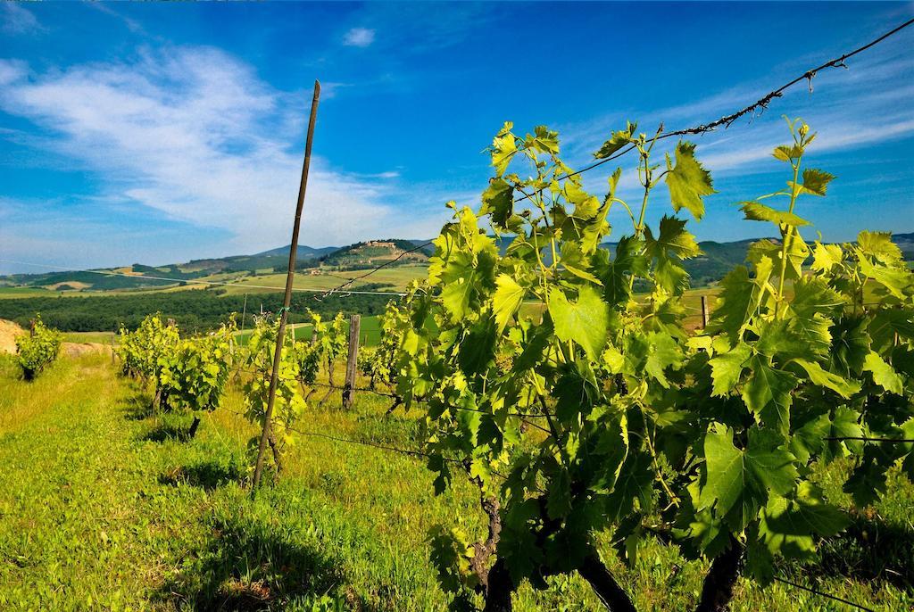 Agriturismo Il Canterino Guardistallo Esterno foto